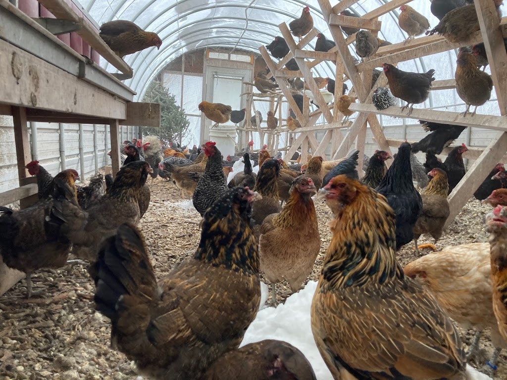 Blue Lagoon Organics Farm | 1A3 781, MB-26, Saint François Xavier, MB R4L 1A2, Canada | Phone: (204) 864-2277