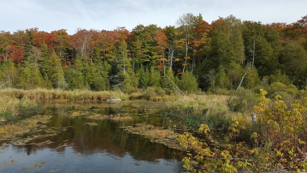 Osprey Wetlands | Badjeros, ON N0C 1A0, Canada