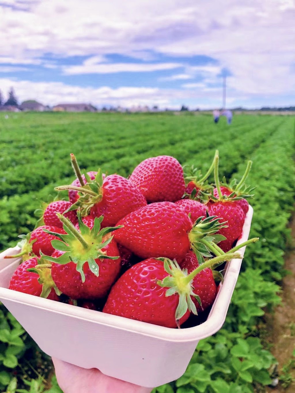 Emma Lea Farms 2727 Westham Island Rd, Delta, BC V4K 3N2, Canada