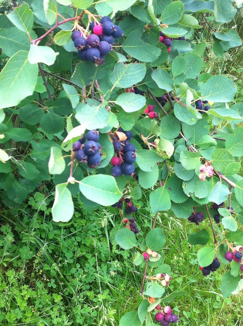 Saskatoon Berry Farm | 1245 Fisher Rd, Cobble Hill, BC V0R 1L4, Canada | Phone: (250) 743-9464