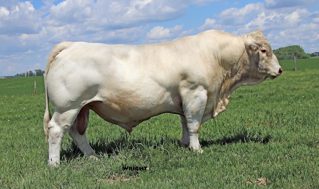 HEJ Charolais | 35137 Rge Rd 283, Red Deer County, AB T4G 0M6, Canada | Phone: (403) 227-2824