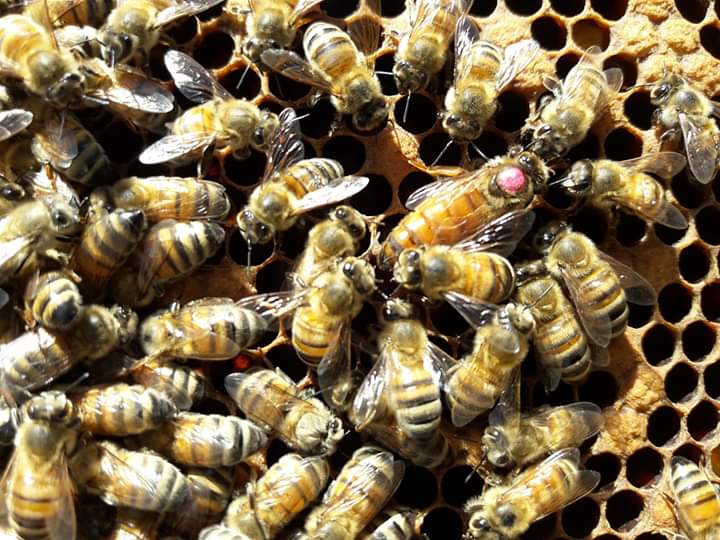 Eccles Apiaries Honey | 492554 Southgate SideRoad 49, Holstein, ON N0G 2A0, Canada | Phone: (519) 731-4235