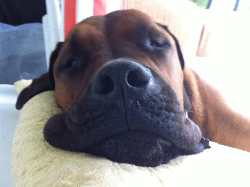 Watford Veterinary Clinic | 517 Gold St, Watford, ON N0M 2S0, Canada | Phone: (519) 876-2124