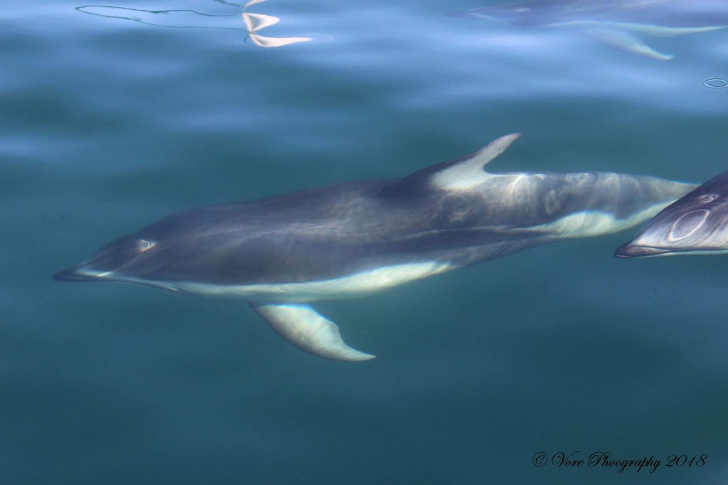 Orcas Island Whale Watch and Deer Harbor Charters | 5164 Deer Harbor Rd, Deer Harbor, WA 98243, USA | Phone: (360) 376-5989