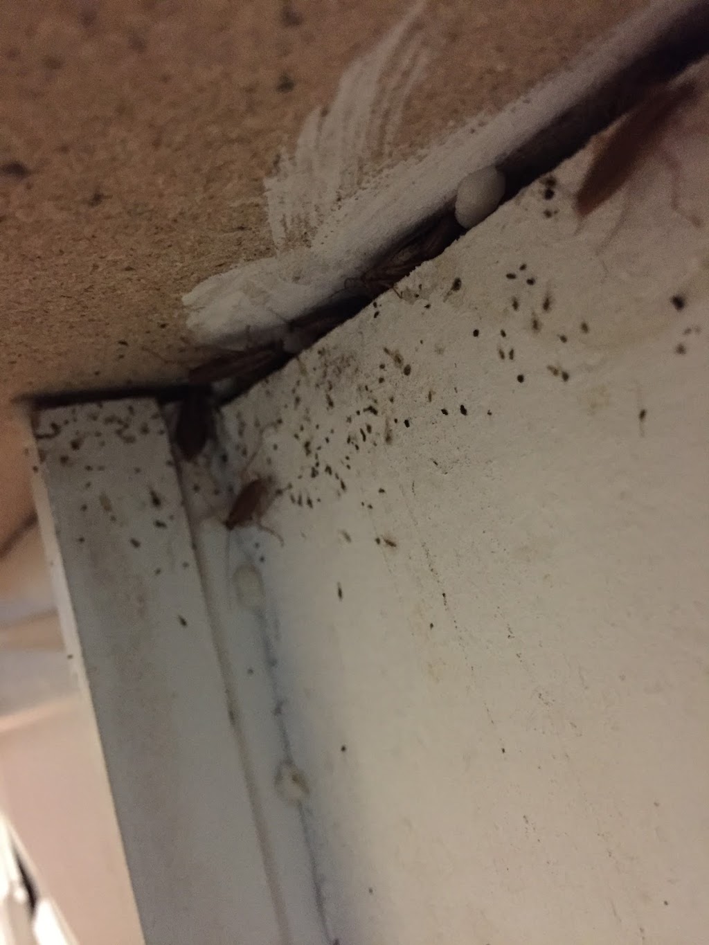 Pestgon Pest Control | 67 Citadel Meadow Grove NW, Calgary, AB T3G 4K6, Canada | Phone: (403) 651-9500