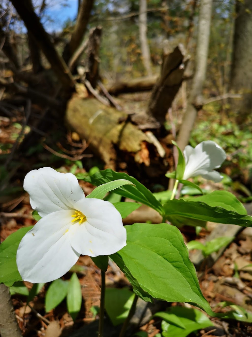 Beaver Meadow Wildlife Management Area | Prince Edward, ON K0K, Canada | Phone: (613) 968-3434
