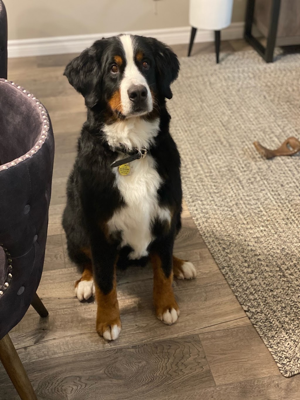 Doggie Delight | 3631 Dixie Rd #20, Mississauga, ON L4Y 4H2, Canada | Phone: (905) 282-9565