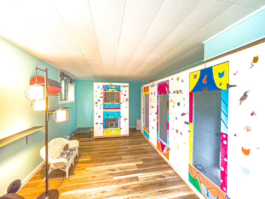 Halifax Kitty Hotel | 23 Robert Dr, Dartmouth, NS B2W 2A1, Canada | Phone: (902) 989-7297