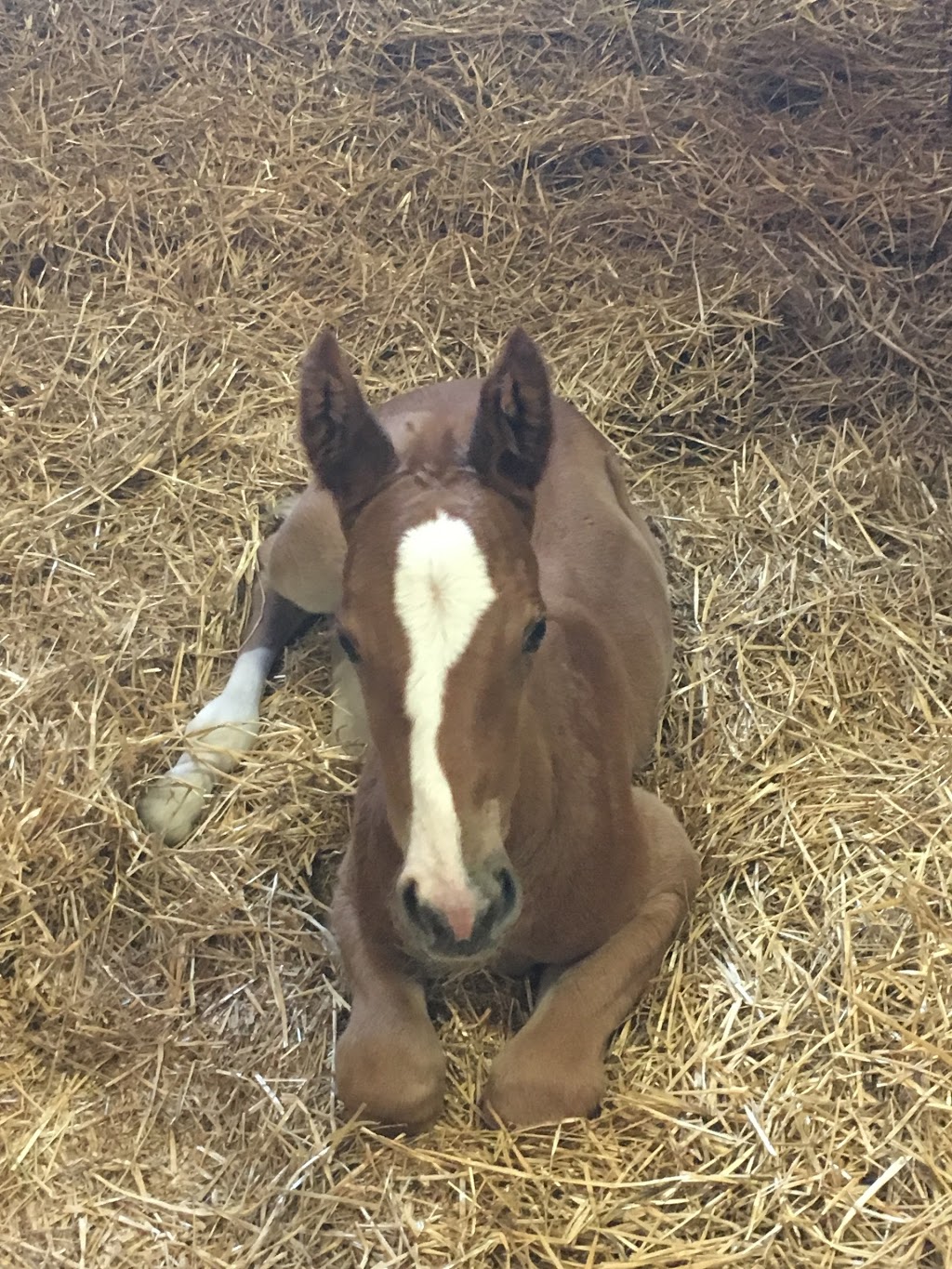 Kings Galeón Breeding & Sales | Middletown Rd, Puslinch, ON N0B 2J0, Canada | Phone: (905) 520-9040
