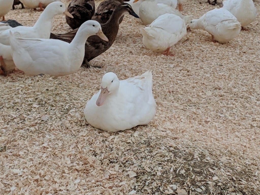 Northleaf Farms | 176 Chemin Brosseau, Saint-Joachim-de-Shefford, QC J0E 2G0, Canada | Phone: (579) 439-8322
