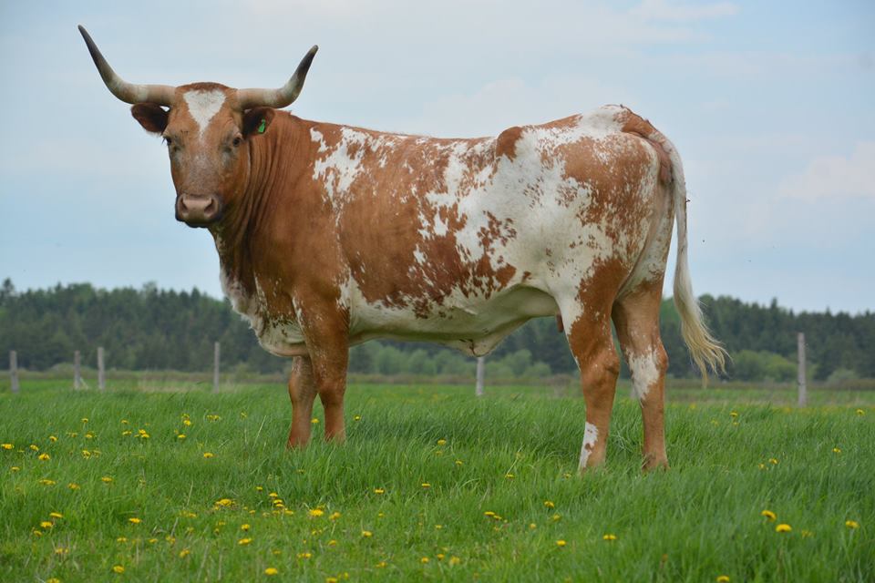Damimaux inc. | 215 Rang de lEmbarras, Kamouraska, QC G0L 1M0, Canada | Phone: (581) 337-1010
