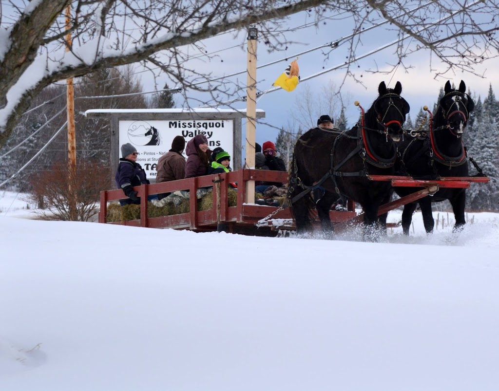 Missisquoi Valley Arabian Equestrian Center | 1877 VT-105, Newport, VT 05855, USA | Phone: (802) 334-8560