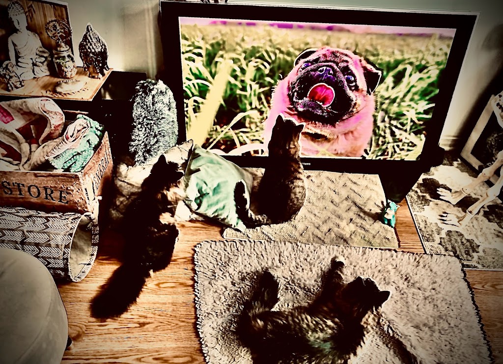 Boutique d’animaux Chico Boisbriand | 39 Chem. de la Grande-Côte, Boisbriand, QC J7G 1C8, Canada | Phone: (450) 430-8485