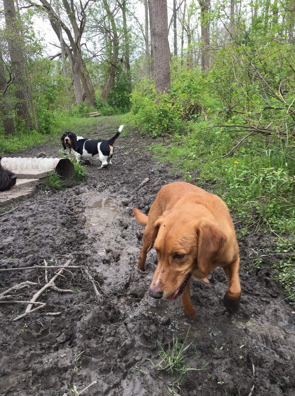 Tail Waggin Dog Ranch | 20676 Muncey Rd, Muncey, ON N0L 1Y0, Canada | Phone: (519) 264-0951