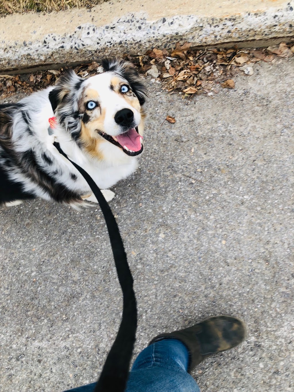 Kala, Services Canins et Équins - Éducation et Dressage - Mirabe | de, Rue De Courcelles, Mirabel, QC J7J 0B3, Canada | Phone: (450) 803-5078