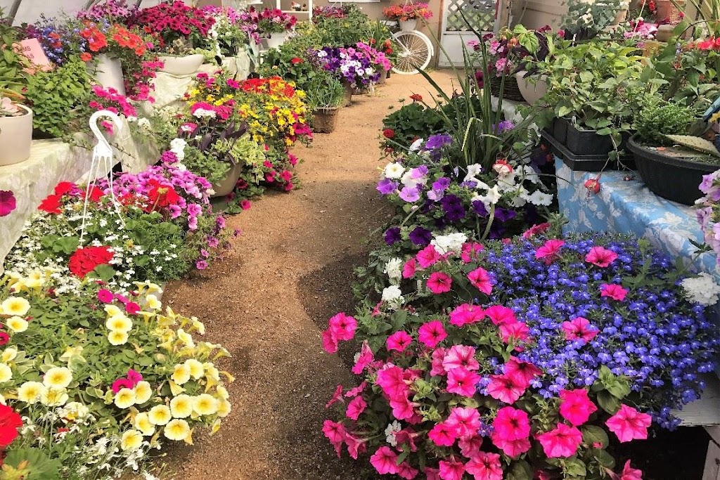 Cedar Ridge Greenhouse | Box 130, Saint Benedict, SK S0K 3T0, Canada | Phone: (306) 231-9081