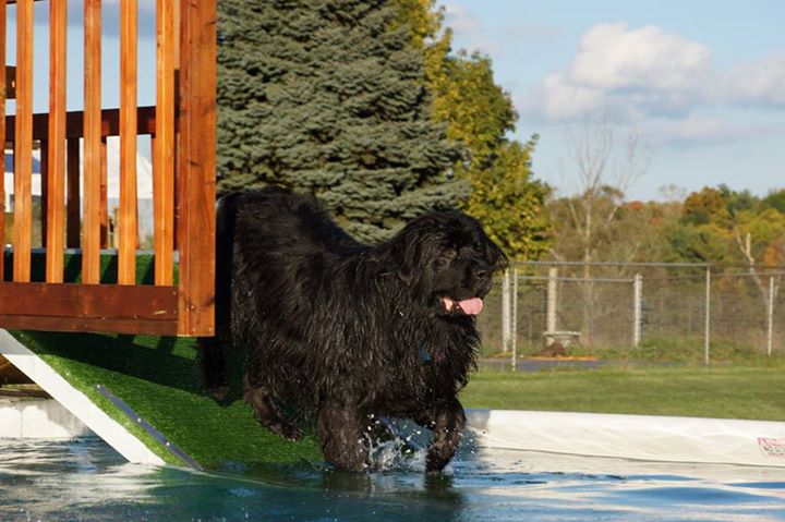Carneys K9 Swim Club | 89 Langford Church Rd, Brant, ON N3T 0H3, Canada | Phone: (519) 209-6999