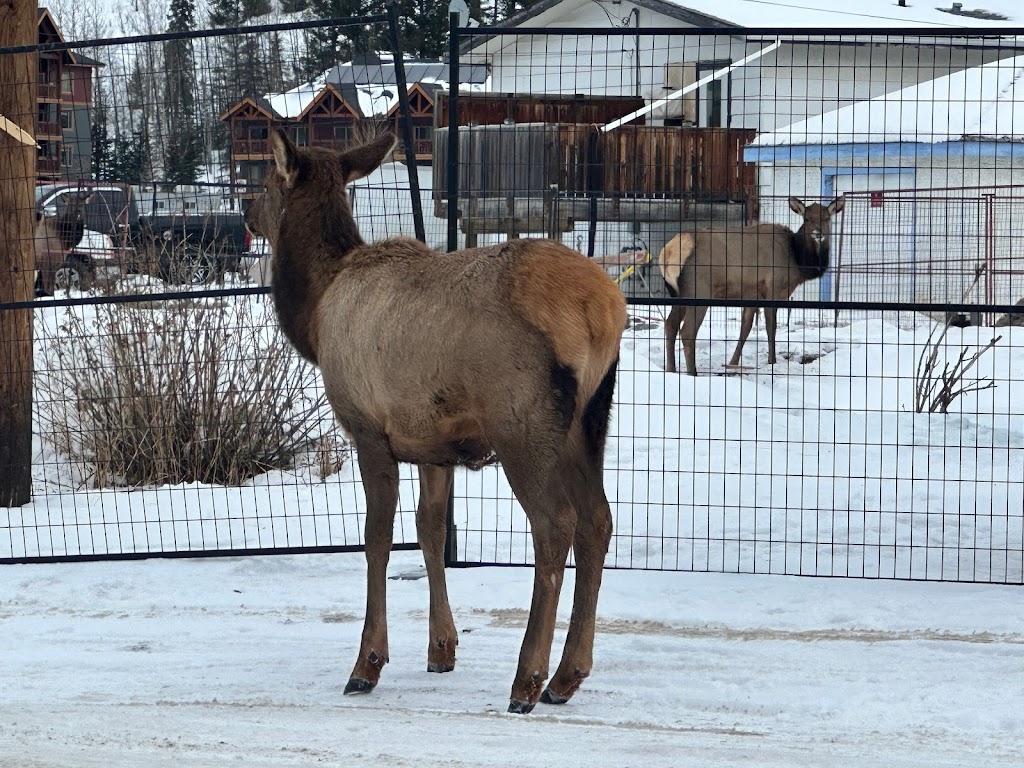 Canmore Mountain Sanctuary Seventh-Day Adventist Church | 1205 1 Ave, Canmore, AB T1W 1M5, Canada | Phone: (403) 678-0928