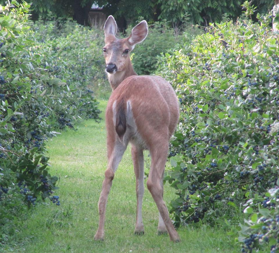 Xanadu Berry Farm | 23395 0 Ave, Langley, BC V2Z 2X3, Canada | Phone: (604) 533-3230