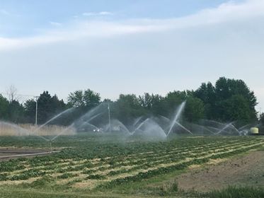 Fraisière Gauvin | 435 Chemin de lAnge Gardien, Saint-Césaire, QC J0L 1T0, Canada | Phone: (450) 204-9424