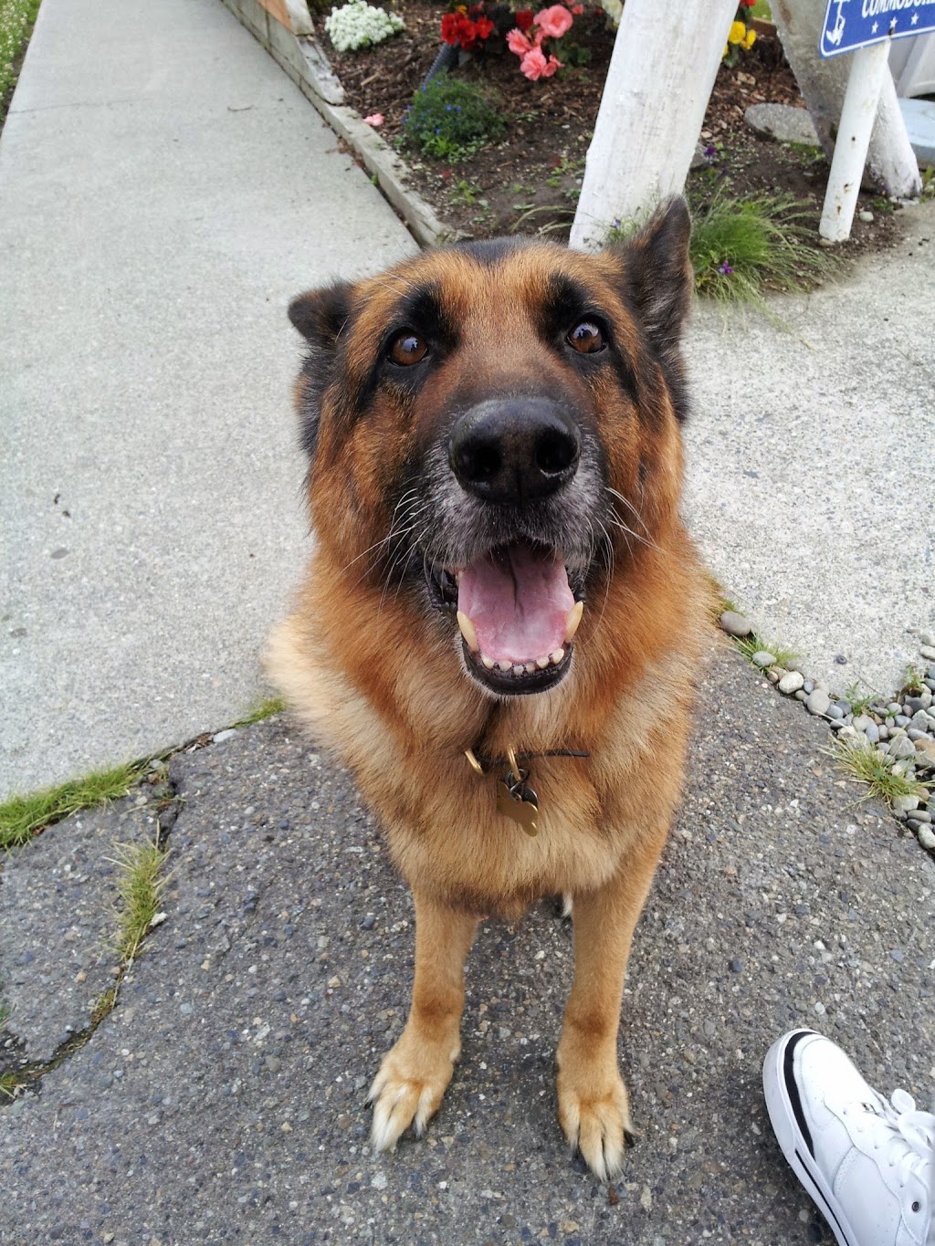 Sunset Kennel & Grooming | 1614 Swantown Rd, Oak Harbor, WA 98277, USA | Phone: (360) 675-7288