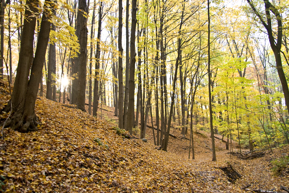 Hinder Property | Willowdale, Toronto, ON, Canada