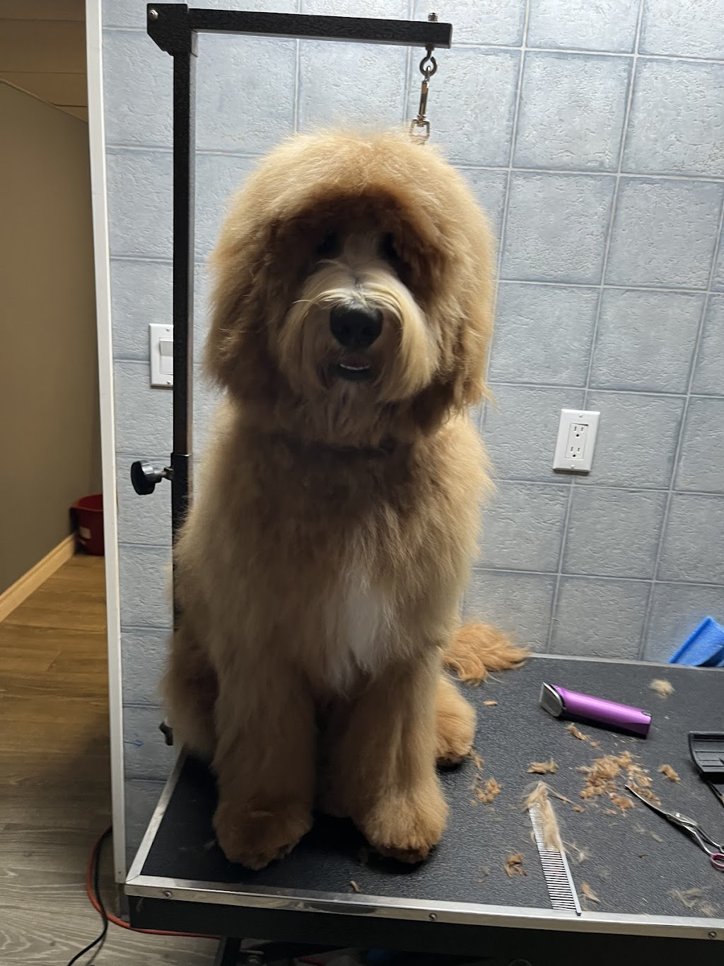 Bouctouche Grooming & Pet Supplies | 42 Rue De Parc, Bouctouche, NB E4S 3C5, Canada | Phone: (506) 743-8199