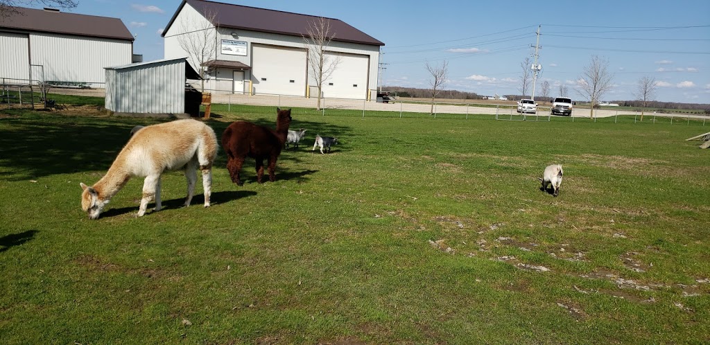 Goats on 86 | 5428 Perth County Line 86, Listowel, ON N4W 3G8, Canada