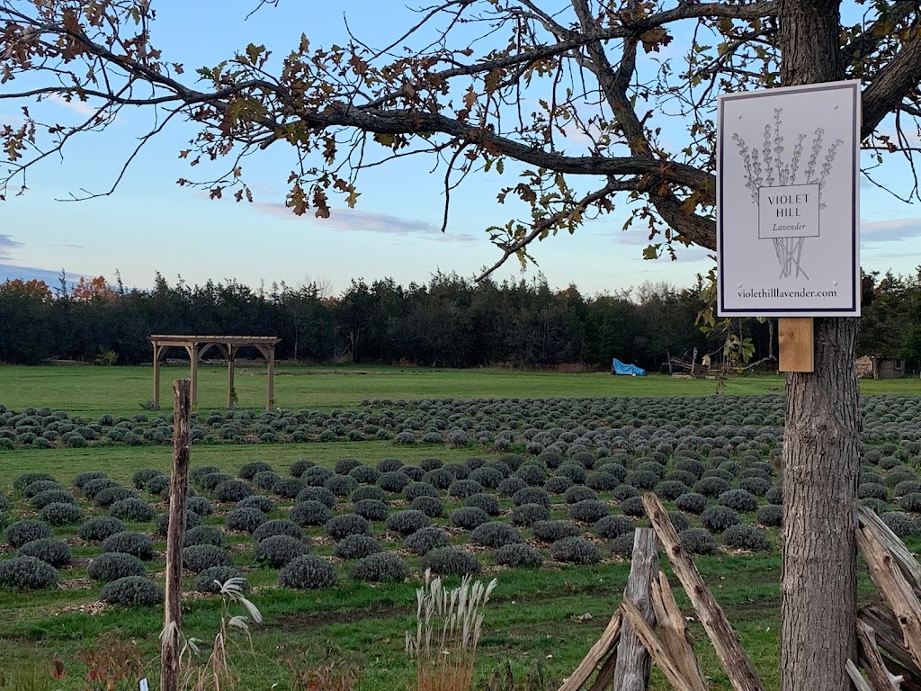 Violet Hill Lavender | 3634 County Rd 8, Picton, ON K0K 2T0, Canada | Phone: (647) 831-3203