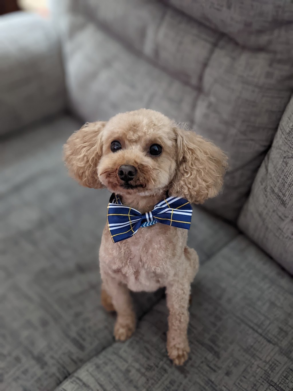 Lady Lucks Grooming Salon | 333-283, NB-100, Saint John, NB E2J 2C3, Canada | Phone: (506) 214-9400