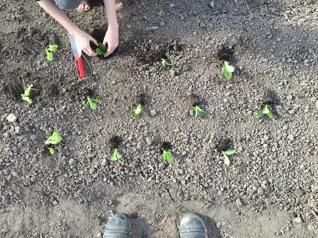 Knuckle Down Farm | 251 Anderson Island Rd, Frankford, ON K0K 2C0, Canada | Phone: (647) 928-5253