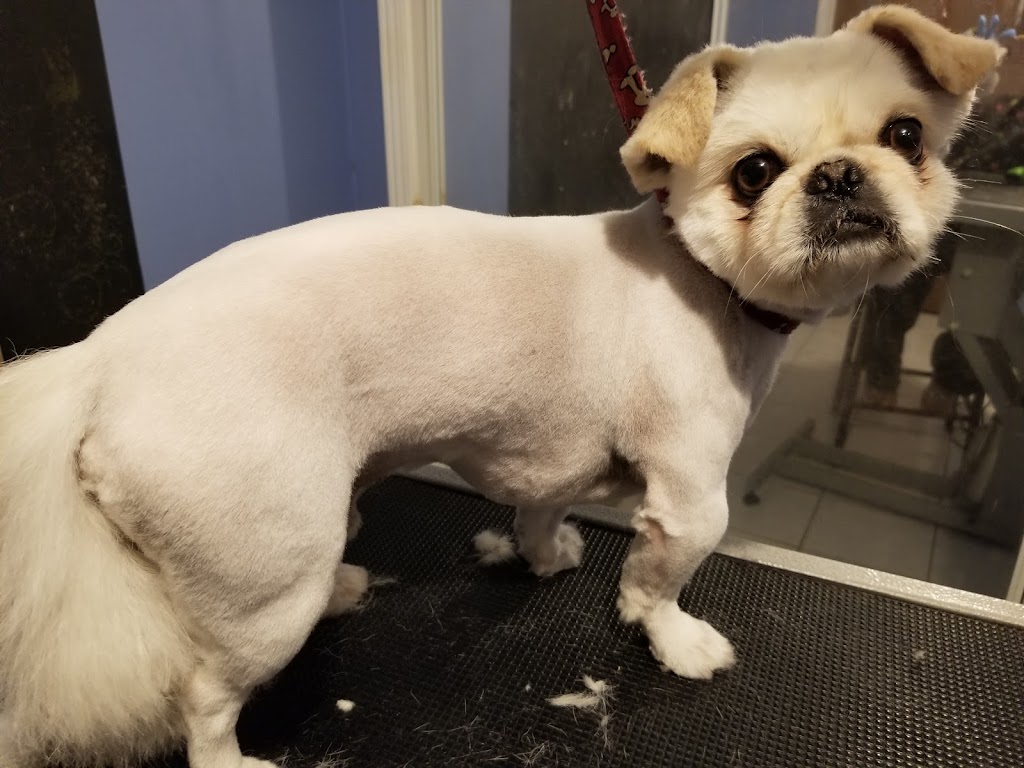 vip puppy spa | 192 View N Ct, Woodbridge, ON L4L 8S3, Canada | Phone: (647) 472-2474