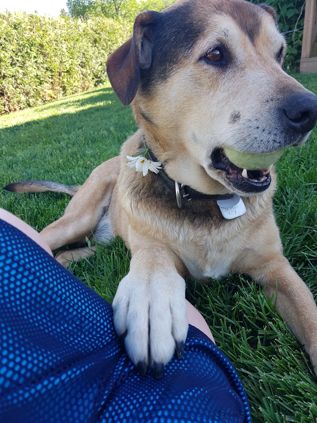 Parc à Chiens | Saint-Georges, QC G5Y 7Y5, Canada | Phone: (418) 228-5555