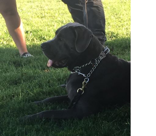 Wolfman K9 Obedience | 12739 Winston Churchill Blvd, Caledon, ON L7C 1S3, Canada | Phone: (289) 924-1550