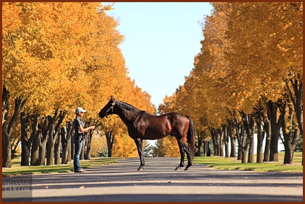 Highfield Investment Group | 11410 27 St SE Suite #18, Calgary, AB T2Z 3R6, Canada | Phone: (403) 723-2106