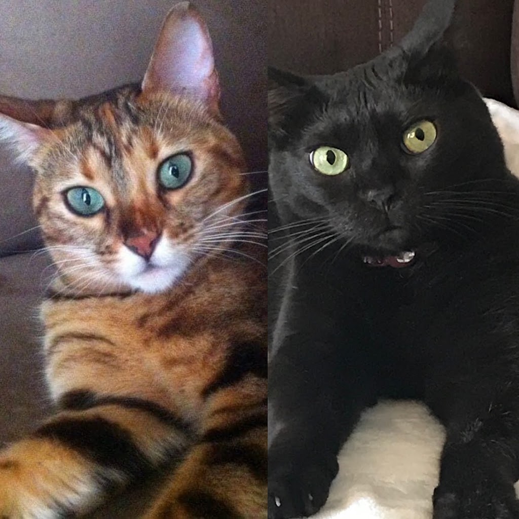 Animalerie Les Rivieres | 4891 Bd des Forges, Trois-Rivières, QC G8Y 4Z3, Canada | Phone: (819) 840-0063