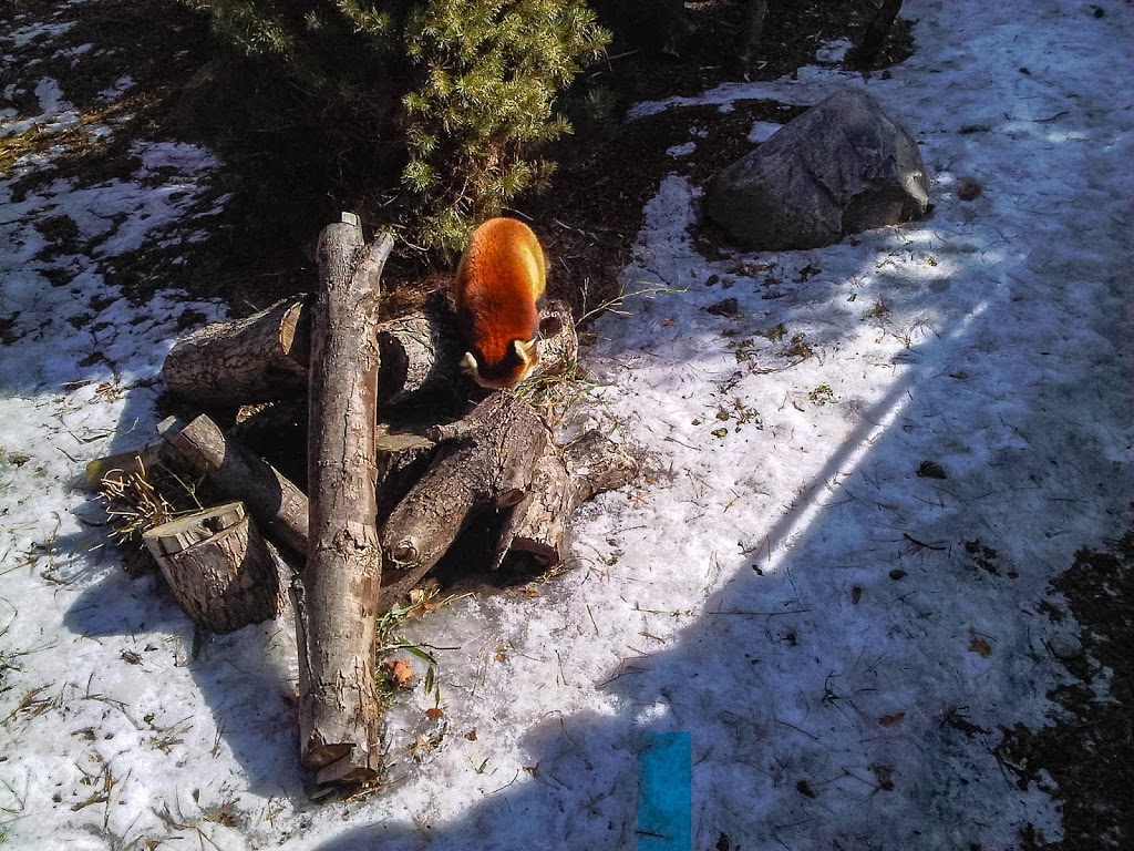 Red Panda Exhibit | 2000 Meadowvale Rd, Scarborough, ON M1B 5K7, Canada | Phone: (416) 392-5929