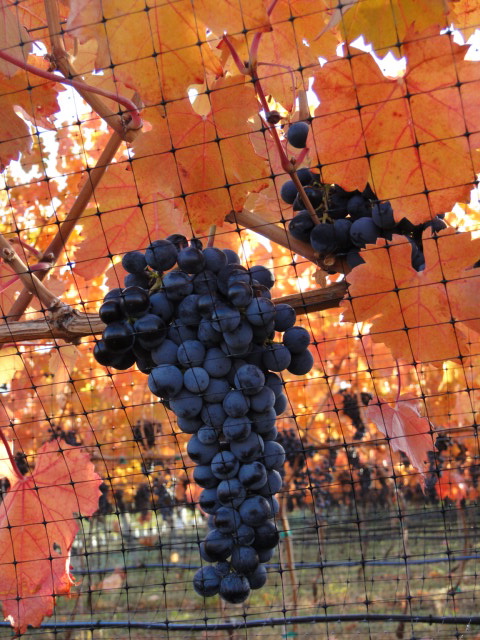 Lariana Cellars | 9304 2 Ave, Osoyoos, BC V0H 1V1, Canada | Phone: (250) 498-9259