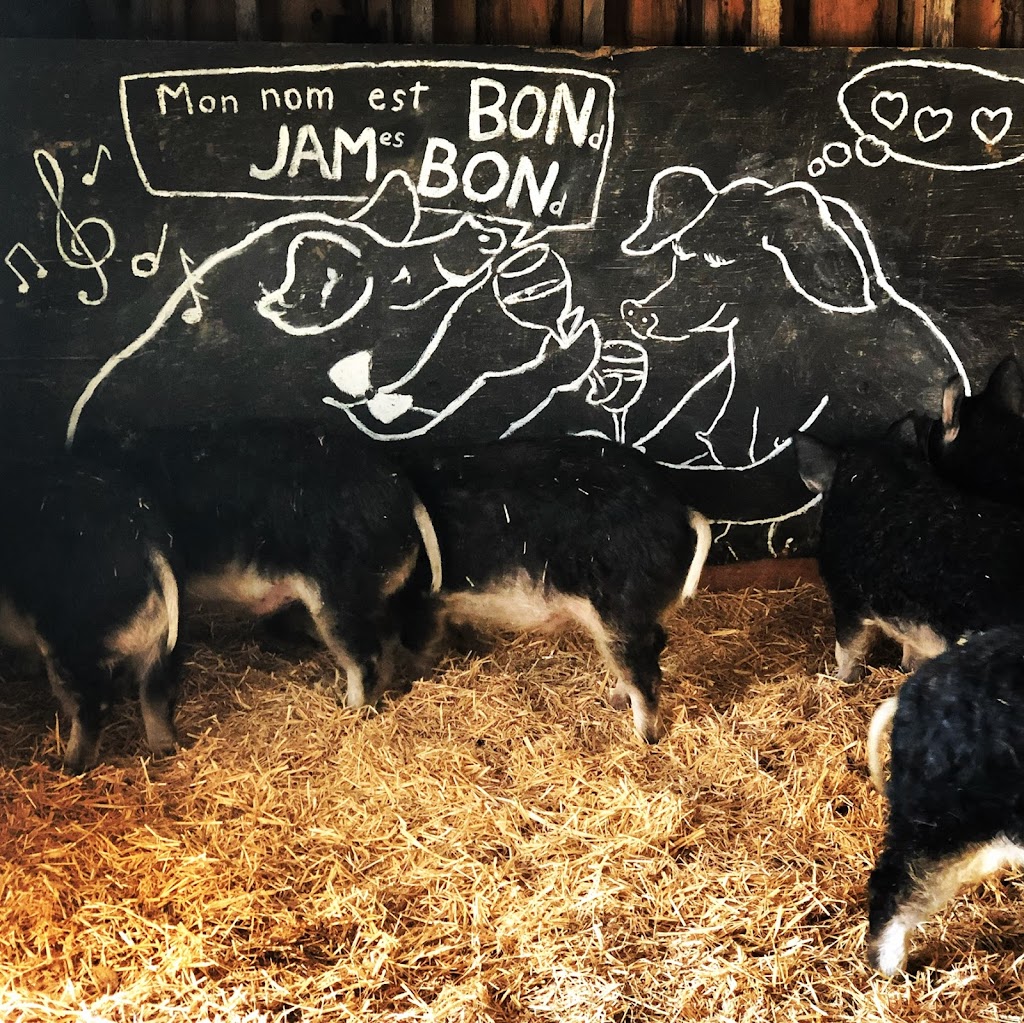 Mangalica Québec LA BÊTE NOIRE | 273 rang 1 est, Sainte-Christine, QC J0H 1H0, Canada | Phone: (819) 818-9391