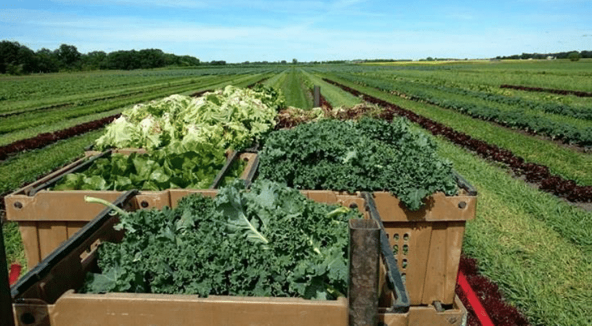 Oak Valley Vegetables | Box 226, 9056 Road 28W RR2, Morden, MB R6M 2A1, Canada | Phone: (204) 384-5565