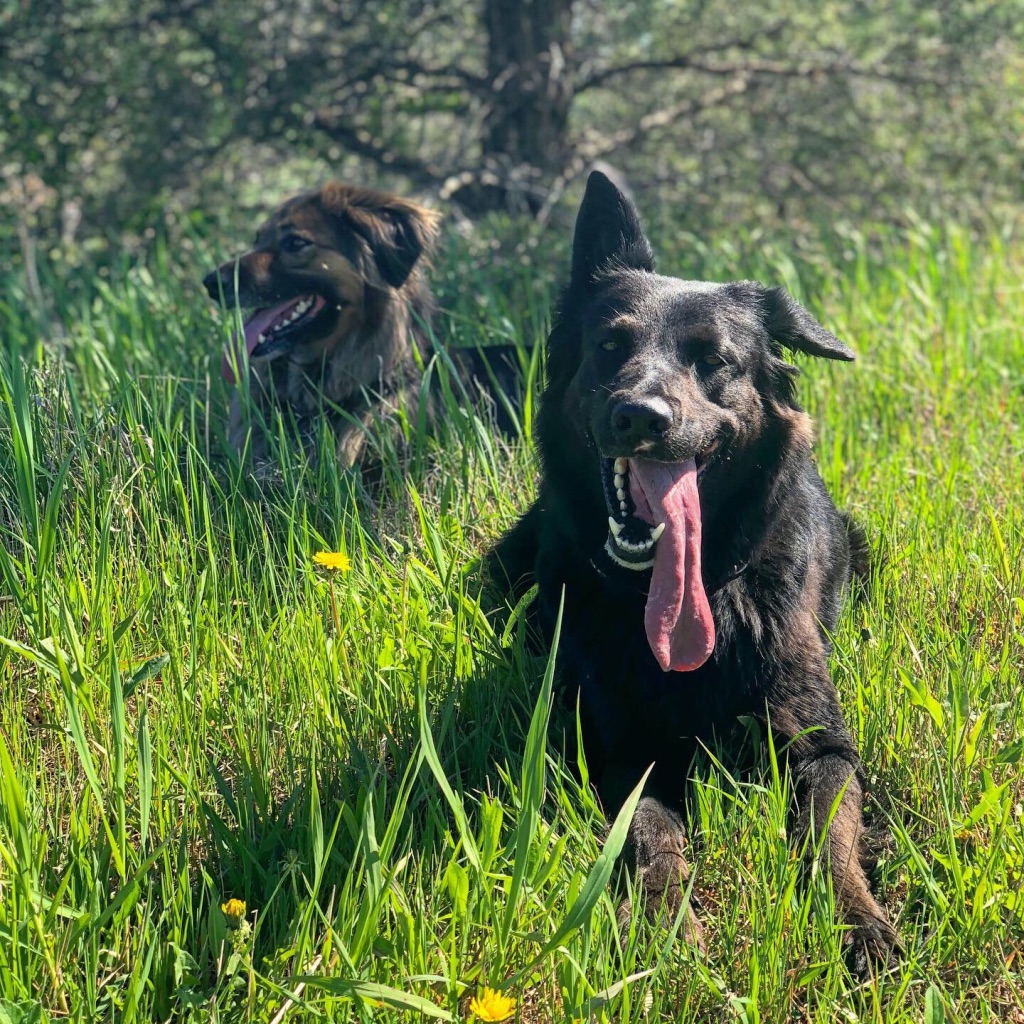 Oakpark Pet Hospital | 370 Dundas St E C1, Oakville, ON L6H 6Z9, Canada | Phone: (905) 257-7387