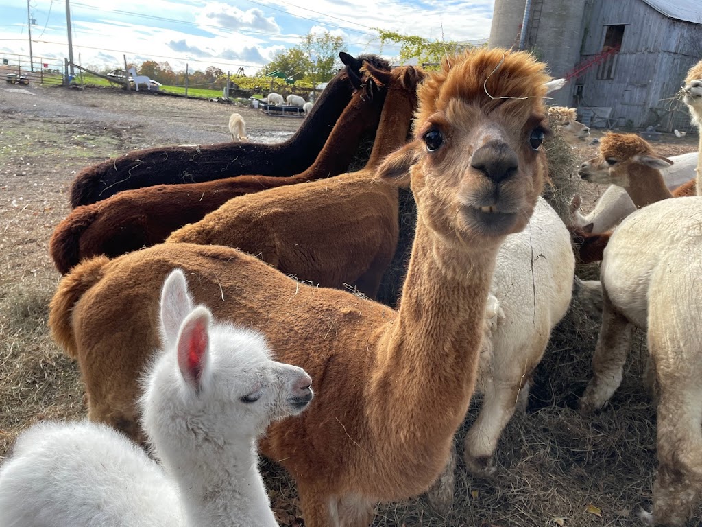 Hickory Lane Alpacas | 7326 County Rd 9, Napanee, ON K7R 3K8, Canada | Phone: (613) 354-1480