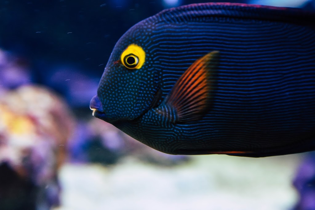 Scuba Diving Instructor | 107-5710 Teredo St - VO#2, Sechelt, BC V0N 3A0, Canada | Phone: (778) 989-8420