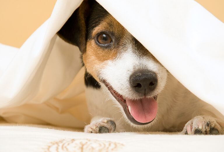 Metro Mattress | 1270 Niagara Falls Blvd, Tonawanda, NY 14150, USA | Phone: (716) 837-4500