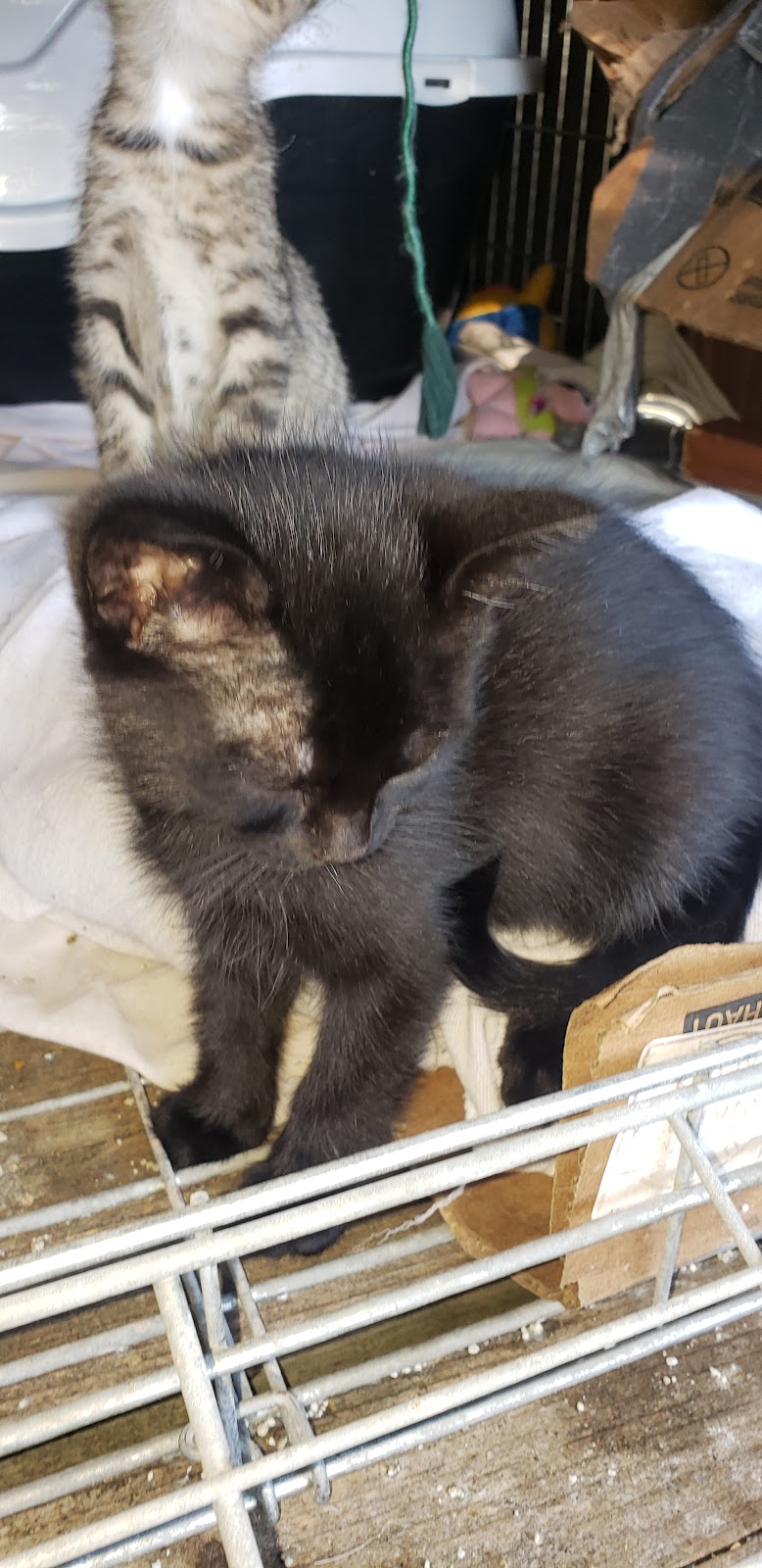 Wiarton Animal Hospital | 10177 ON-6, Wiarton, ON N0H 2T0, Canada | Phone: (519) 534-1910
