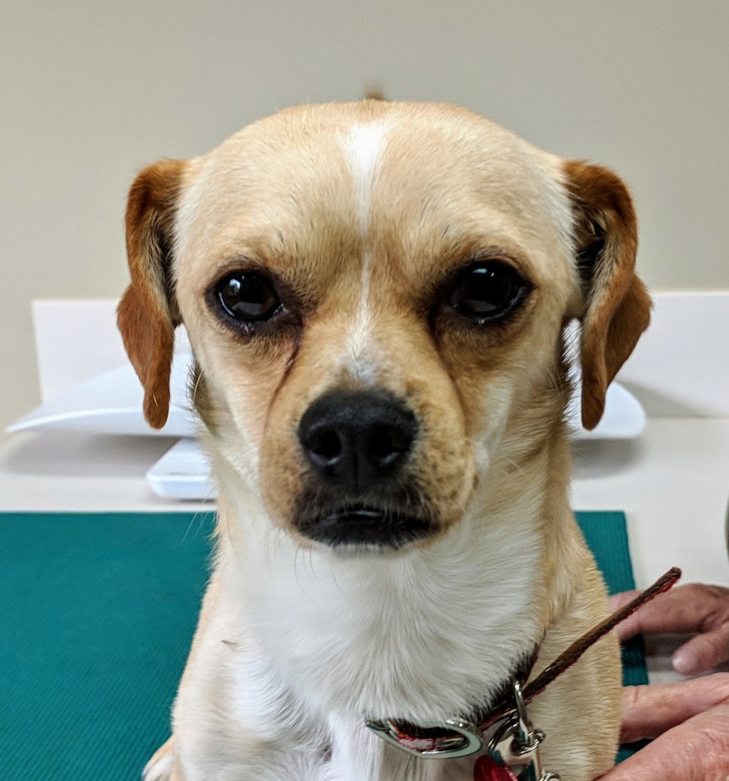 Northshore Veterinary Hospital | 1486 Electric Ave, Bellingham, WA 98229, USA | Phone: (360) 738-6916