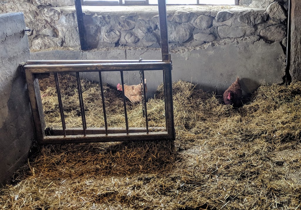 Cedar Row Farm Sanctuary | 157017 Zorra Line 15, Lakeside, ON N0M 2G0, Canada | Phone: (519) 274-9917