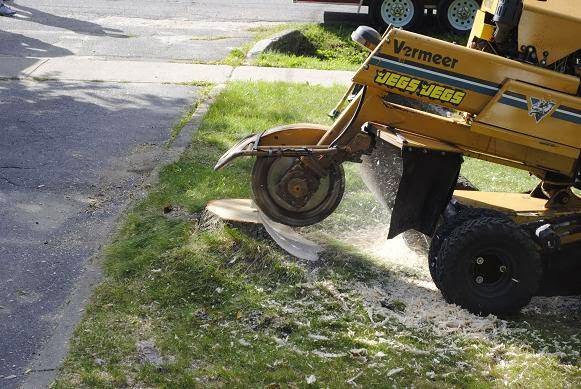 Rays Tree Service | 84 Concession 5 East, Tiny, ON L0L 2T0, Canada | Phone: (705) 322-1556