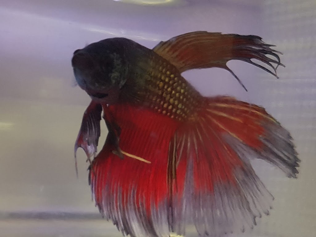 Pet Valu | 5241 167 Ave NW, Edmonton, AB T5Y 0L2, Canada | Phone: (780) 457-5477