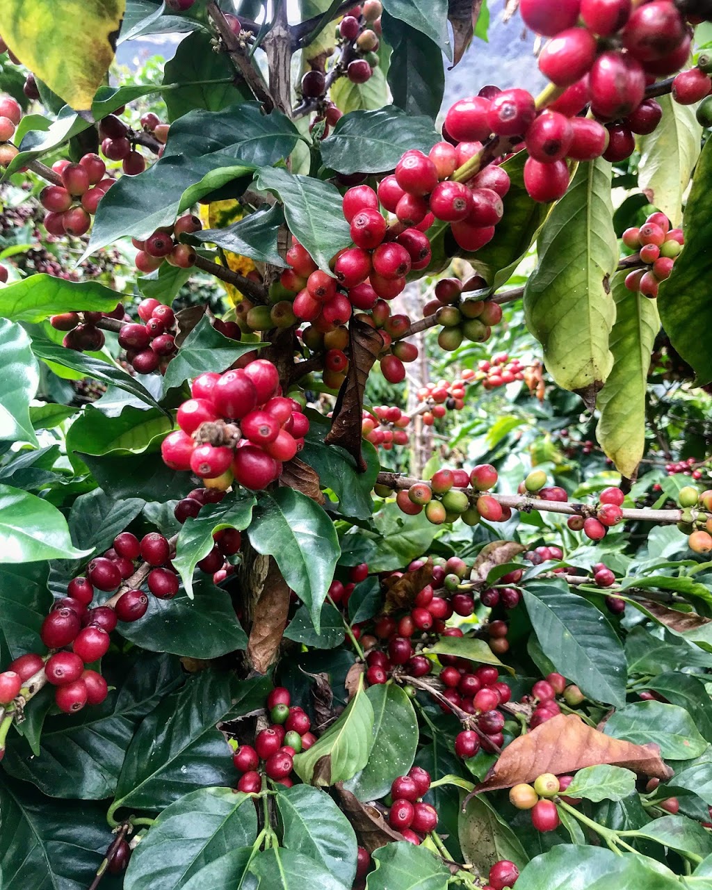 49th Parallel Coffee Roasters Head Office | 6741 Cariboo Rd #112, Burnaby, BC V3N 4A3, Canada | Phone: (604) 420-4900
